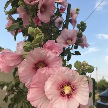 בית נופש Les Tremieres Le Thou